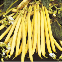 Gelbe bean samen für productive garten harvest