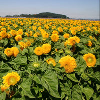 Gelb bear sunflower pflanze in full sunlight