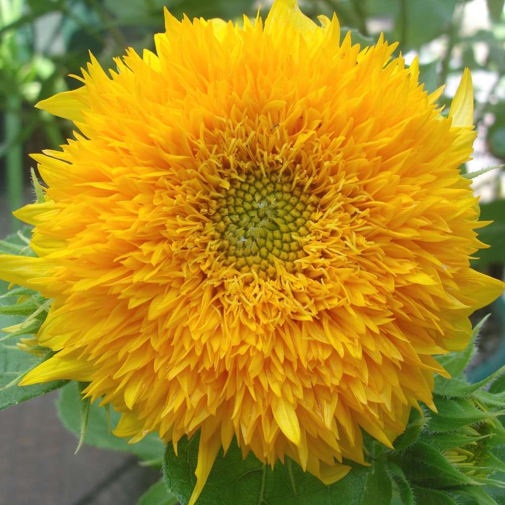 Gelb bear sunflower samen for anpflanzung