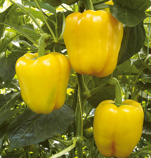 Gelbe bell pepper samen für aussaat in home gardens