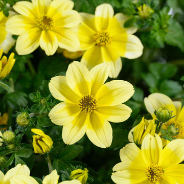 Gelb bidens blume samen