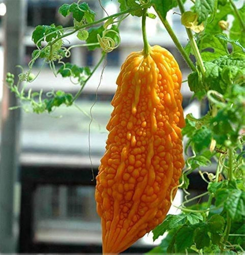 Gelbe bittergourd gemüse samen für aussaat