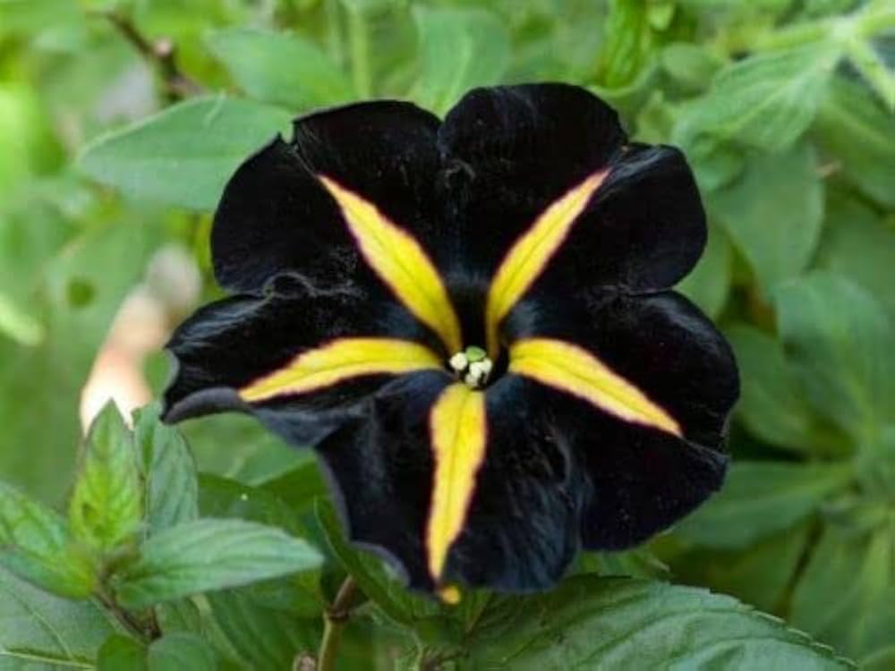 Gelb schwarz playmates blume samen for anpflanzung