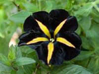 Gelb schwarz playmates blume samen for anpflanzung