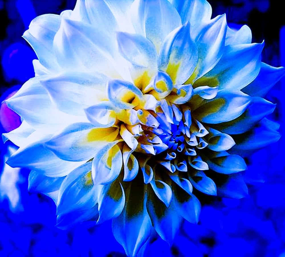 Gelb and blau dahlia samen for anpflanzung