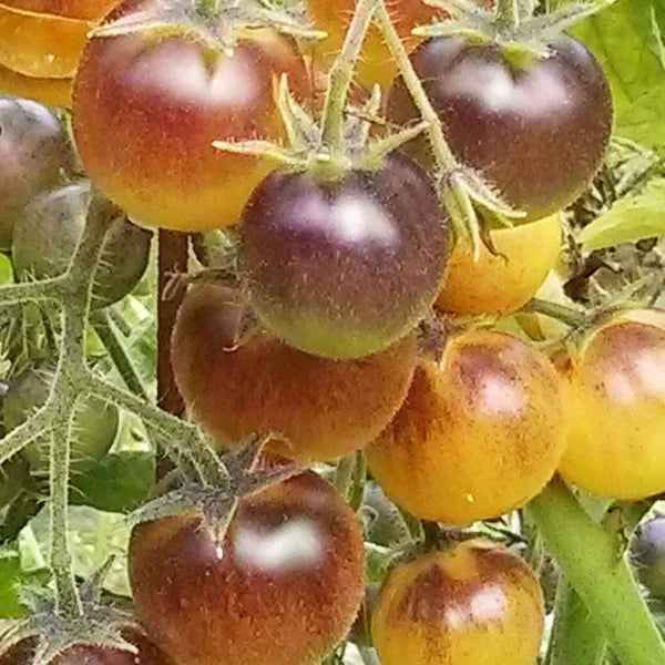 Gelbe brown tomato pflanze wachsend in the garten