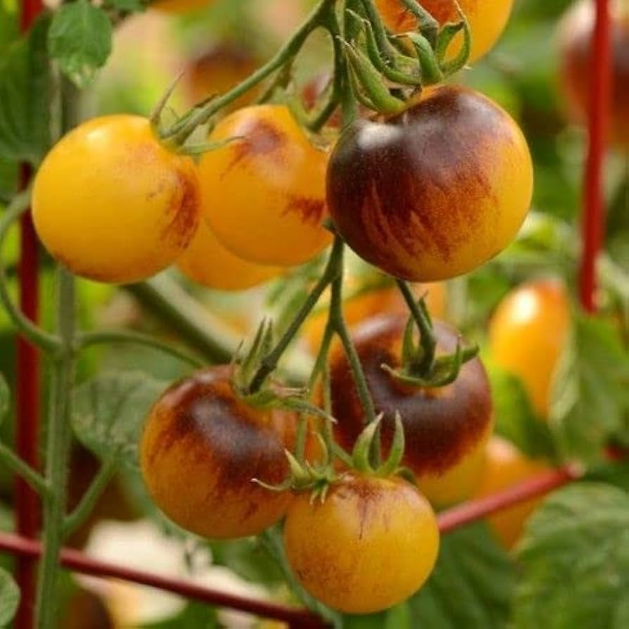 Gelbe brown tomato samen für aussaat - grow unique and delicious tomatoes