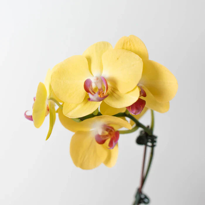 Gelb butterfly orchid samen for anpflanzung