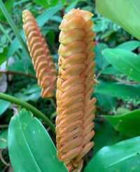 Gelb Calathea Crotalifera Blumensamen zur Aussaat – sonnenliebend – Traditionssorte & ohne Gentechnik Samen Hausgarten