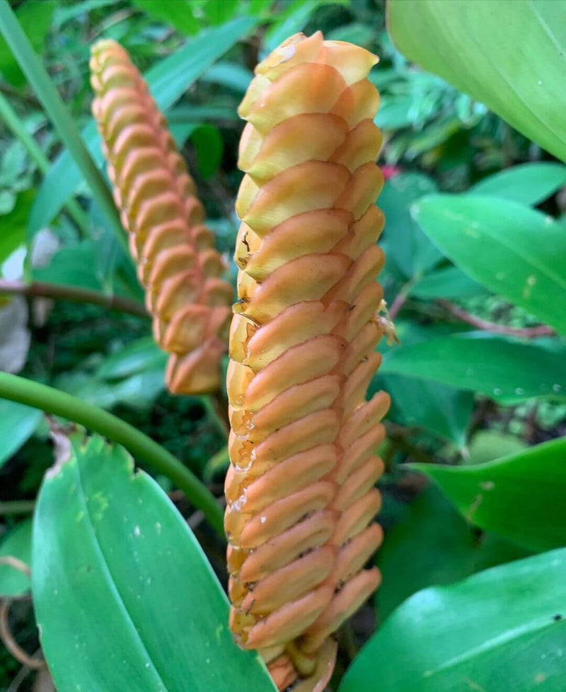 Gelb Calathea Crotalifera Blumensamen zur Aussaat – sonnenliebend – Traditionssorte & ohne Gentechnik Samen Hausgarten