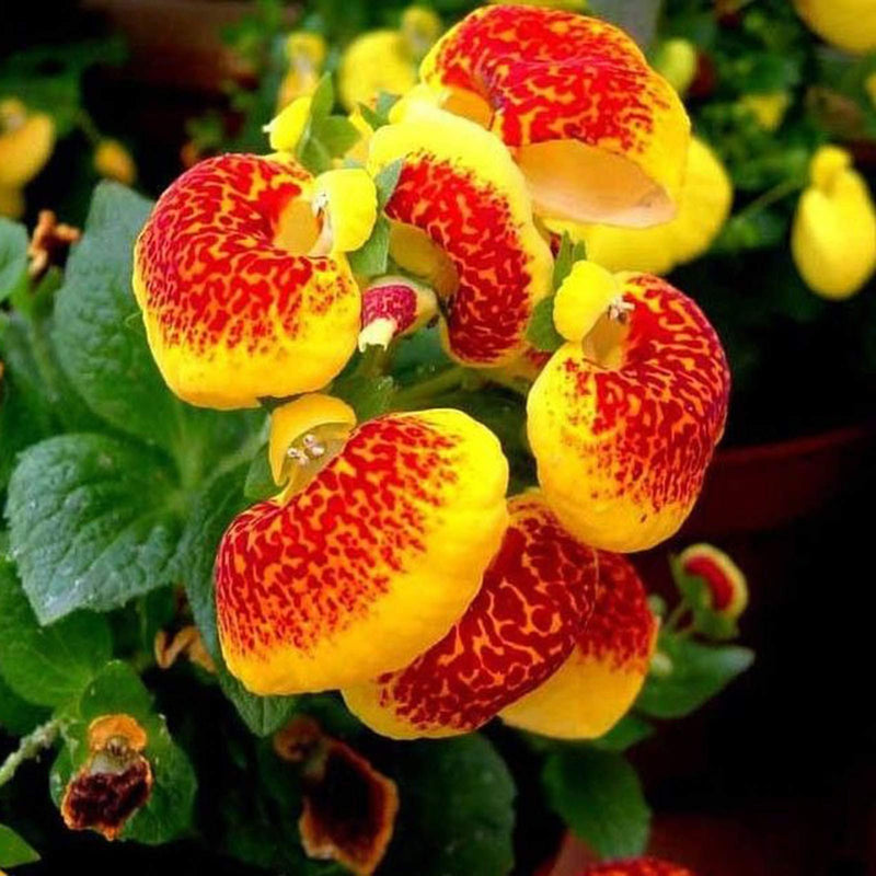 Gelb calceolaria crenatiflora blume samen for anpflanzung