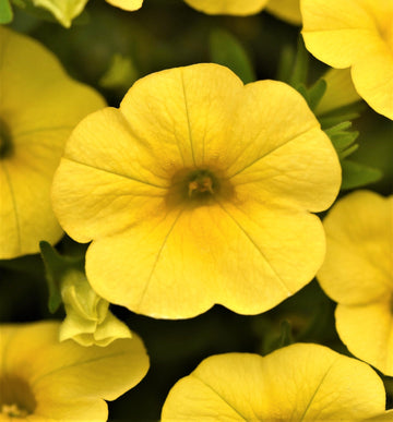 Gelb calibrachoa blume samen for anpflanzung