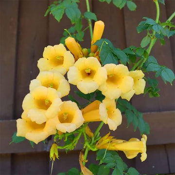 Gelb campsis radicans blume samen for anpflanzung