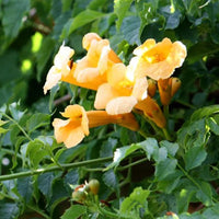 Gelb campsis radicans blumen wachsend on trellis