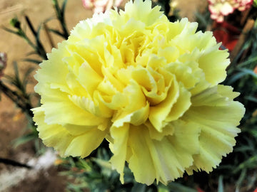 Gelb carnation blume samen for anpflanzung