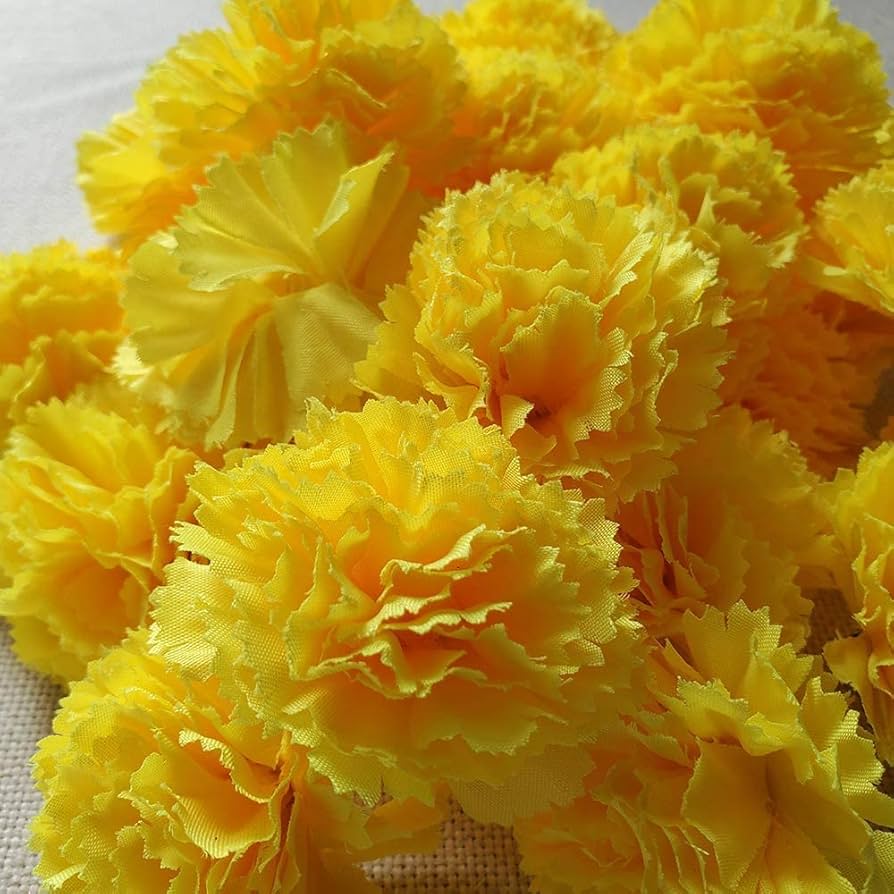 Gelb carnation blume samen for anpflanzung
