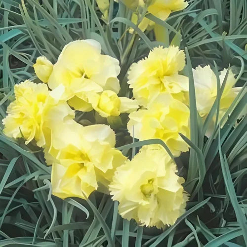 Gelb Carnations Blumensamen zur Aussaat – pflegeleicht – Traditionssorte & ohne Gentechnik Samen Hausgarten