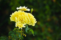 Gelb carnation pflanze with fragrant blooms