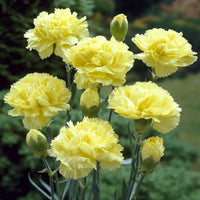 Step-by-step guide for wachsend gelb carnation seedlings