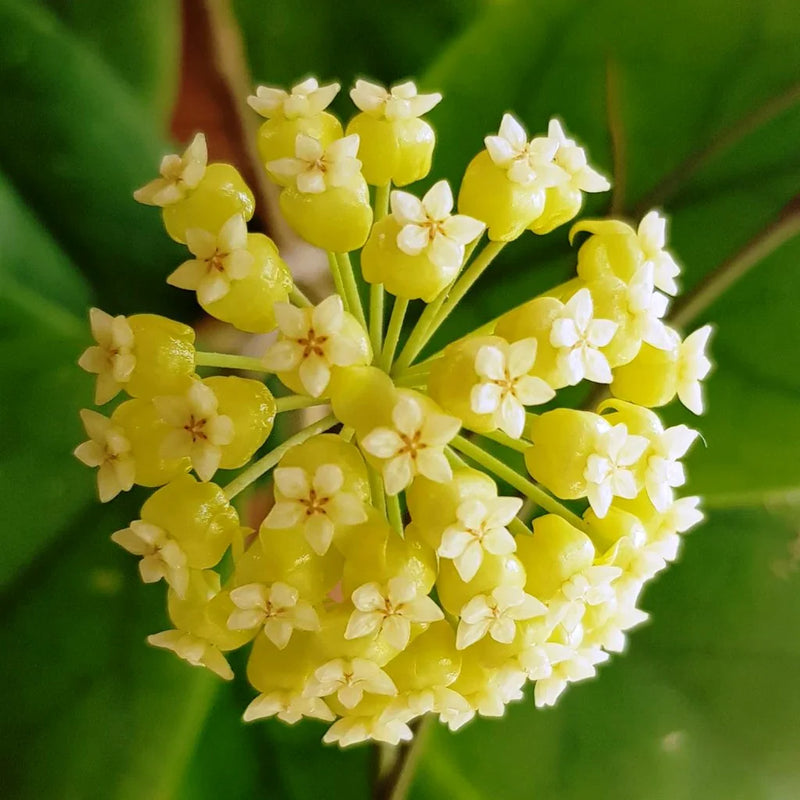 Gelb carnosa blume samen for anpflanzung