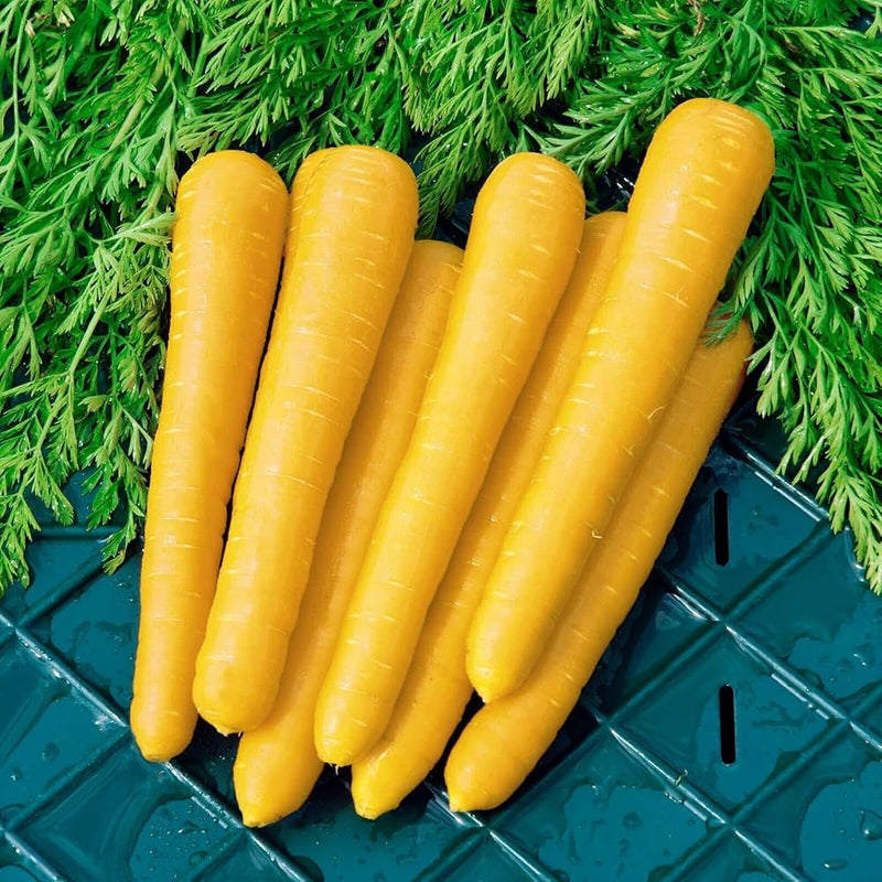 Non gmo gelbe carrot samen für aussaat