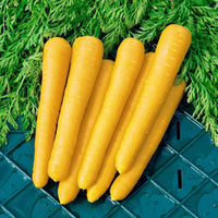 Non gmo gelbe carrot samen für aussaat