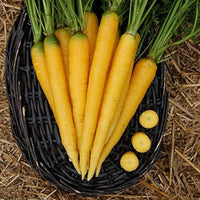 High germination gelbe carrot samen für aussaat