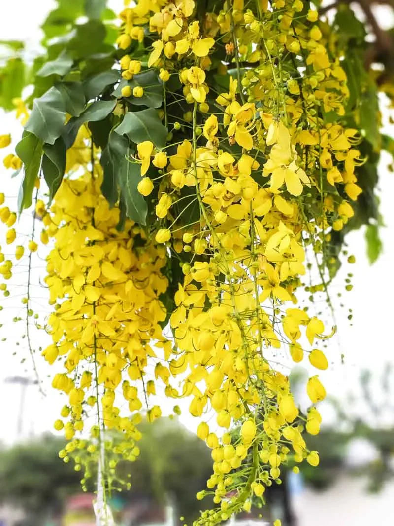 Gelb cassia tree wachsend in a garten landscape
