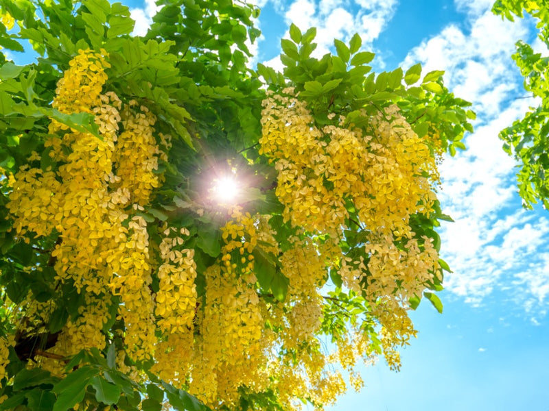 Gelb cassia tree samen for anpflanzung in gardens