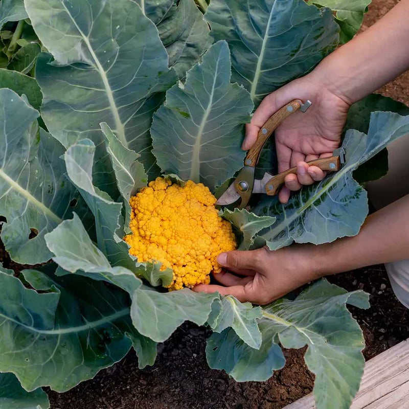 Gelbe cauliflower samen für aussaat