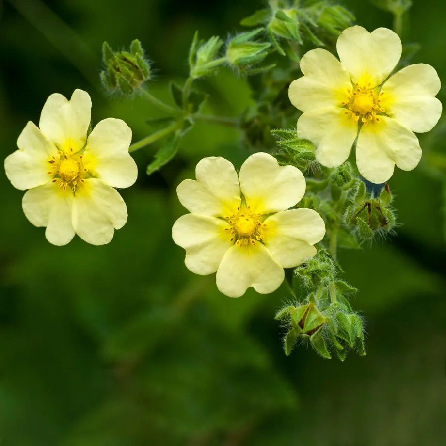 Gelb cinquefoil blooms – non-gmo blume samen for garten borders