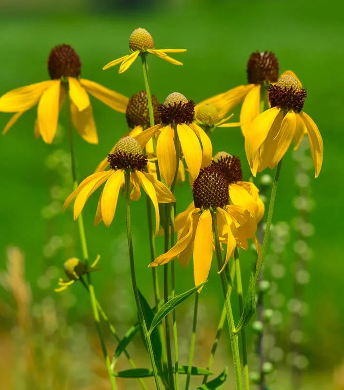 Sonnenhut Blumensamen zur Aussaat für mehrjährige Blüten