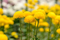 Craspedia Blumensamen zur Aussaat pflegeleicht Traditionssorte & ohne Gentechnik Samen Hausgarten