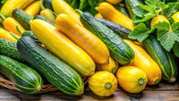 Gelbe cucumber vines developing aus quality aussaat samen