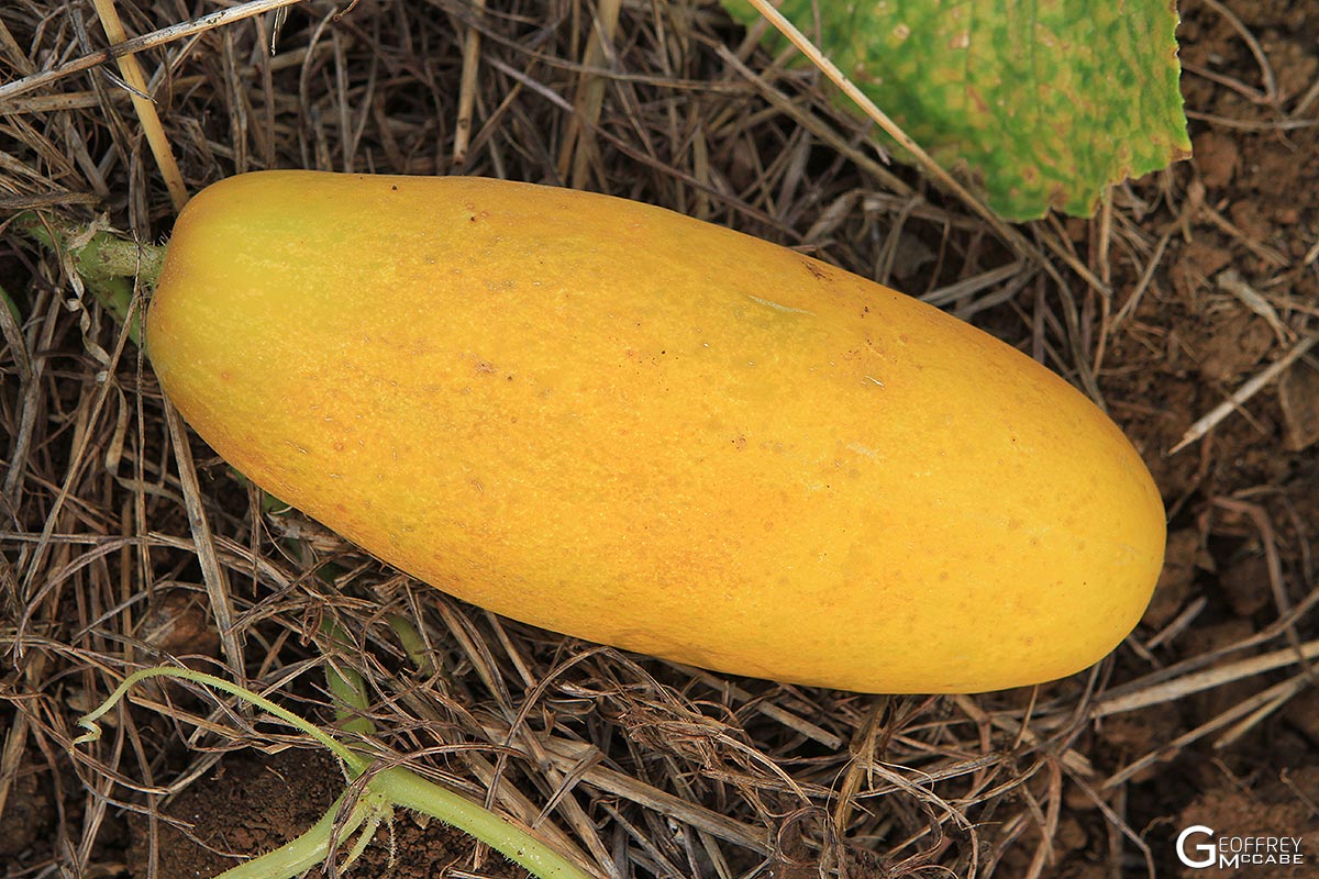 Fresh gelbe cucumbers harvested aus home garten samen