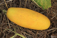 Fresh gelbe cucumbers harvested aus home garten samen