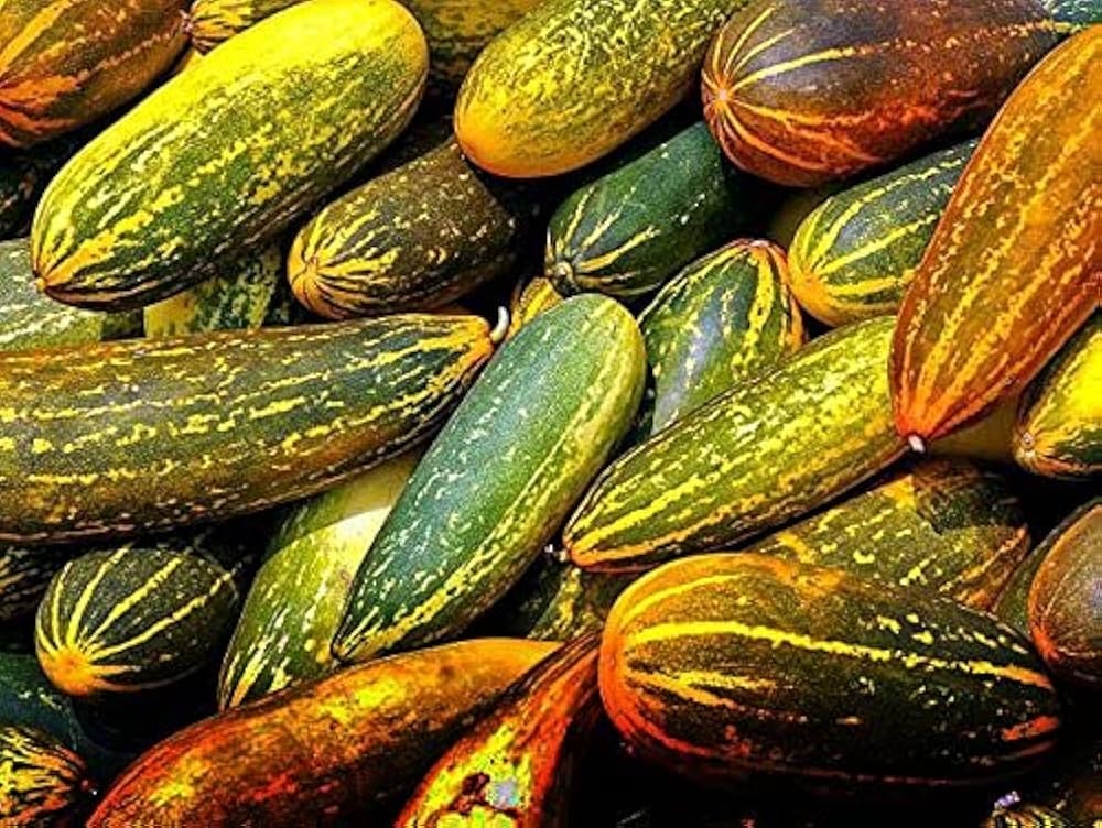 Gelbe cucumber pflanze wachsend aus traditionelle cucumber samen