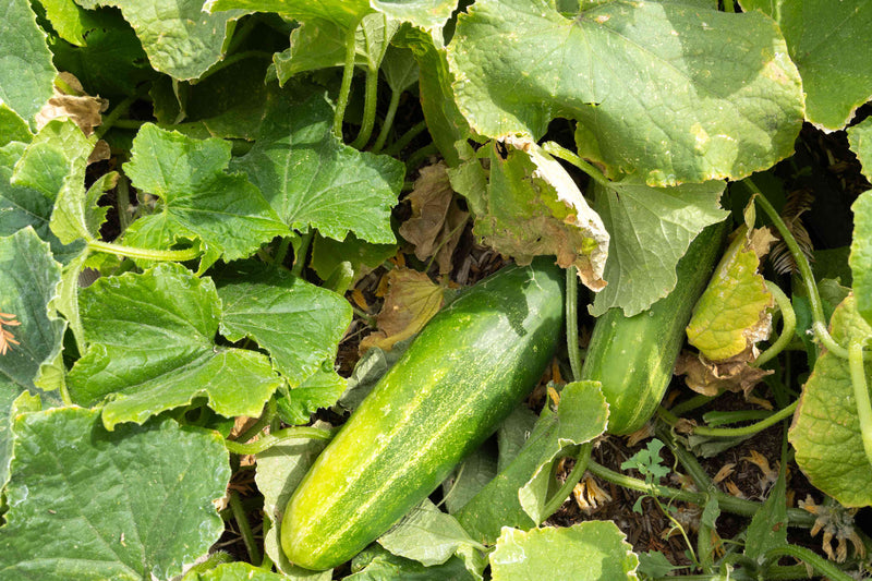Gelbe cucumber samen für aussaat in home gardens