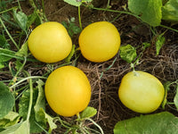 Non-gmo gelbe cucumber samen für aussaat in home gardens