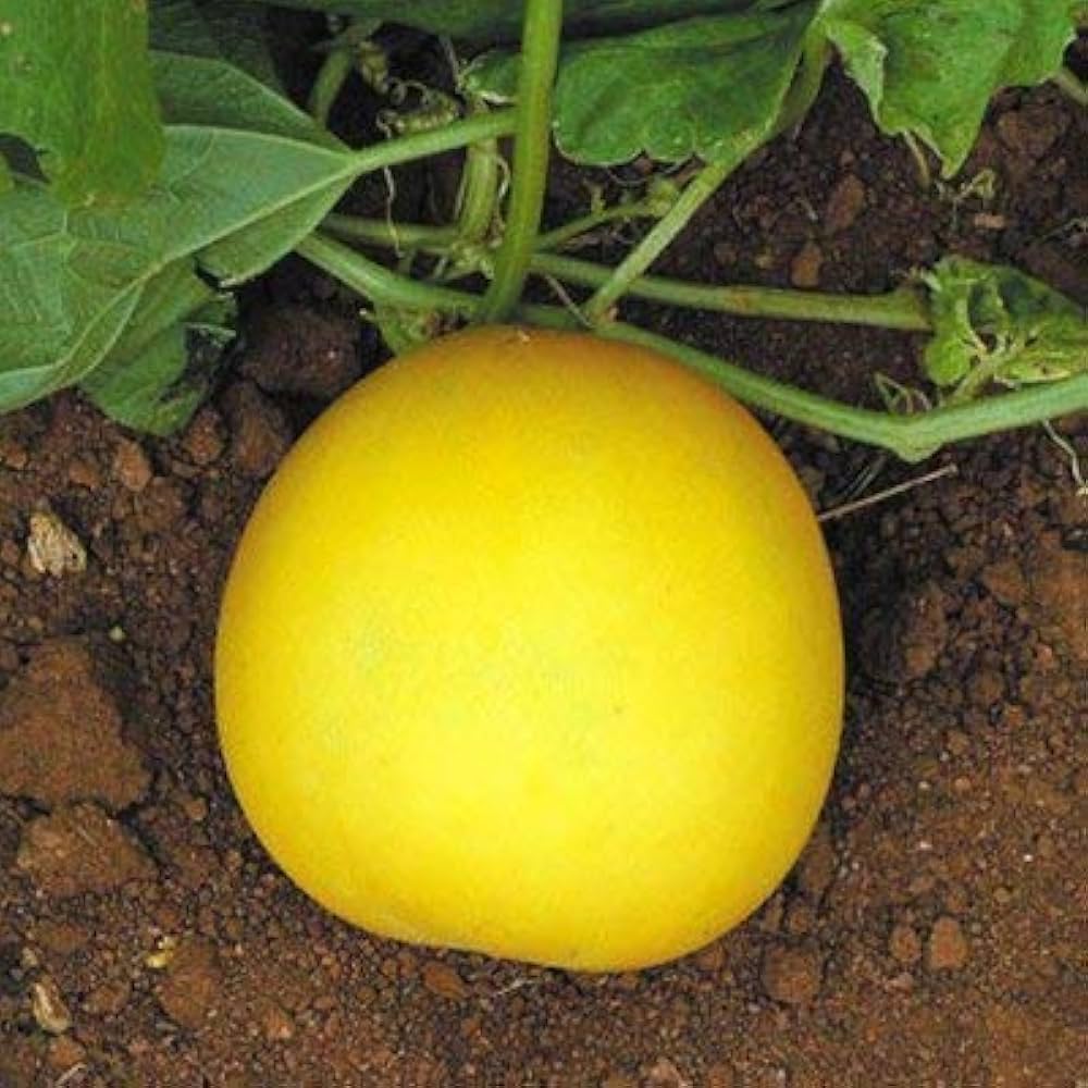 Vining gelbe cucumber pflanzen supported on garten trellis