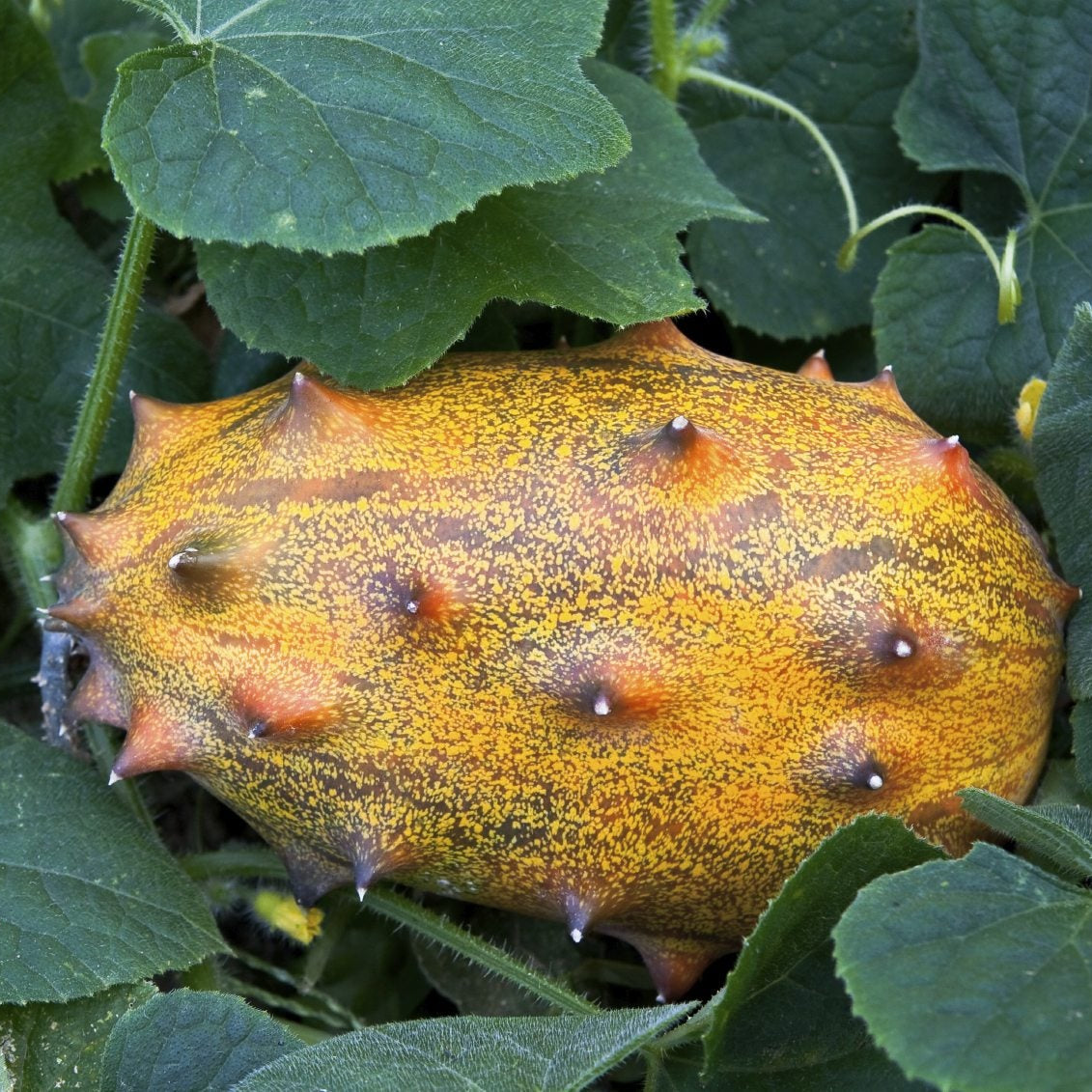 Gelbe cucumis metuliferus samen für aussaat