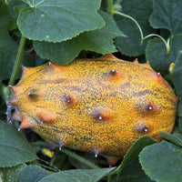 Gelbe cucumis metuliferus samen für aussaat