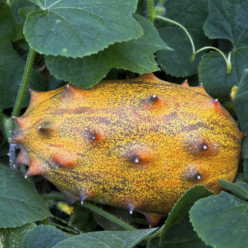 Gelbe cucumis metuliferus samen für aussaat
