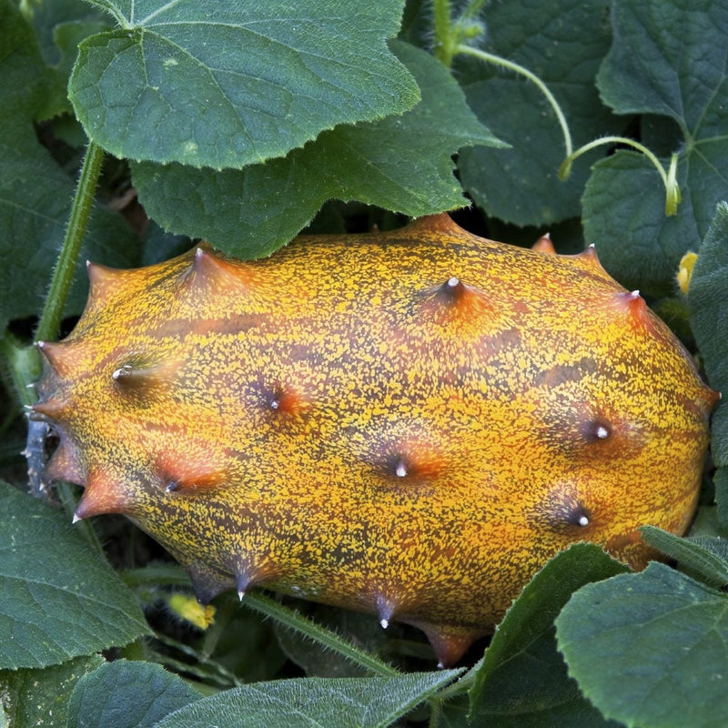 Gelbe cucumis metuliferus samen für aussaat