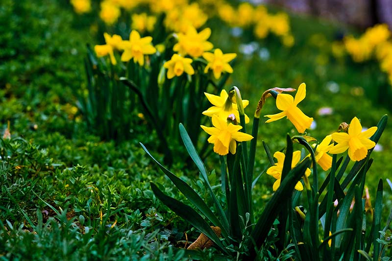 Fresh pale gelb daffodil blumen in bloom