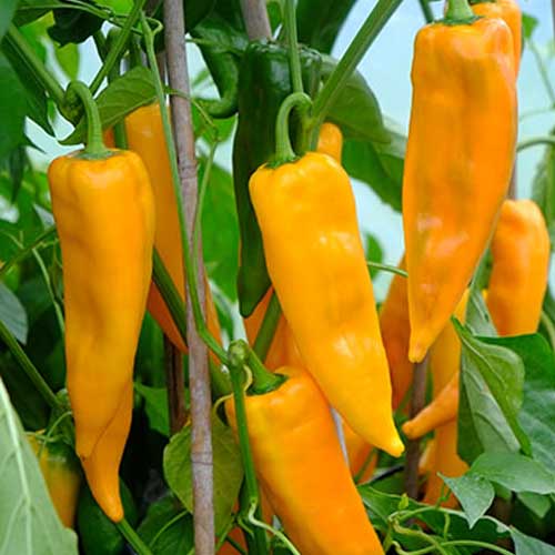 Gelb Bedder Pepper Planting Samen