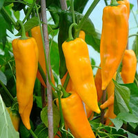 Gelb Bedder Pepper Planting Samen