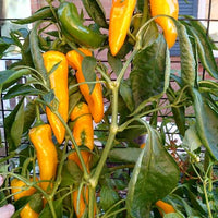 Gelb Bedder Pepper Planting Samen