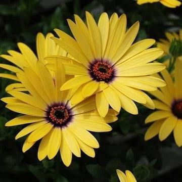 Gelb dimorphotheca sinuata blume samen for anpflanzung