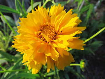 Gelb early sunrise blume samen for anpflanzung